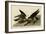 Greatfooted Hawk-null-Framed Giclee Print