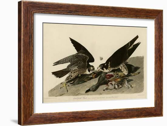 Greatfooted Hawk-null-Framed Giclee Print