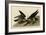 Greatfooted Hawk-null-Framed Giclee Print