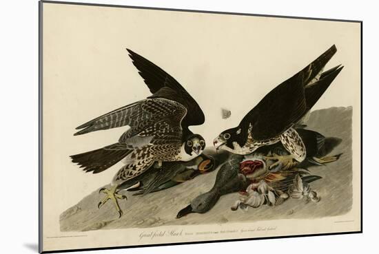 Greatfooted Hawk-null-Mounted Giclee Print