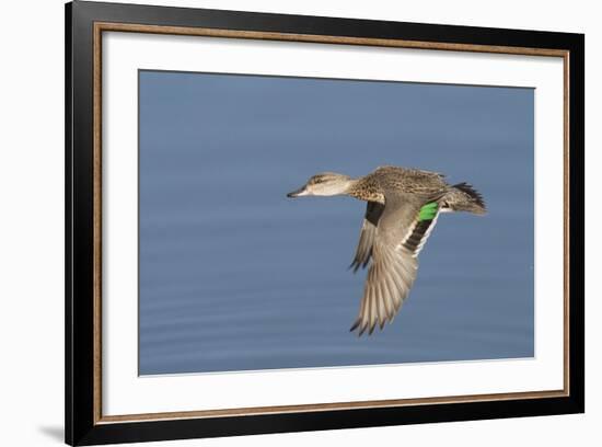 Greeb-Winged Teal Hen in Flight-Hal Beral-Framed Photographic Print