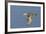 Greeb-Winged Teal Hen in Flight-Hal Beral-Framed Photographic Print