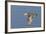 Greeb-Winged Teal Hen in Flight-Hal Beral-Framed Photographic Print