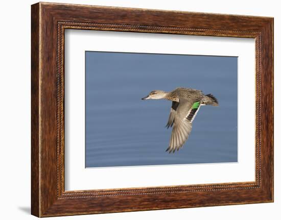 Greeb-Winged Teal Hen in Flight-Hal Beral-Framed Photographic Print