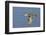 Greeb-Winged Teal Hen in Flight-Hal Beral-Framed Photographic Print