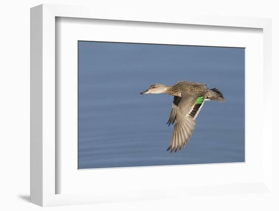 Greeb-Winged Teal Hen in Flight-Hal Beral-Framed Photographic Print