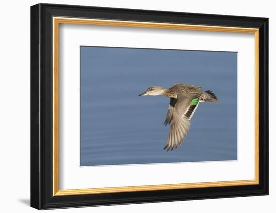 Greeb-Winged Teal Hen in Flight-Hal Beral-Framed Photographic Print