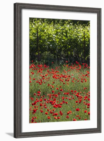 Greece, Central Macedonia, Dion, Poppy Field-Walter Bibikow-Framed Photographic Print