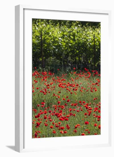 Greece, Central Macedonia, Dion, Poppy Field-Walter Bibikow-Framed Photographic Print