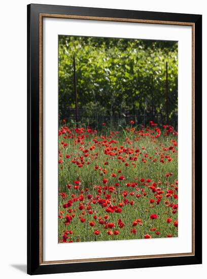 Greece, Central Macedonia, Dion, Poppy Field-Walter Bibikow-Framed Photographic Print