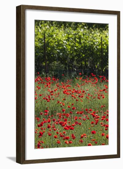 Greece, Central Macedonia, Dion, Poppy Field-Walter Bibikow-Framed Photographic Print