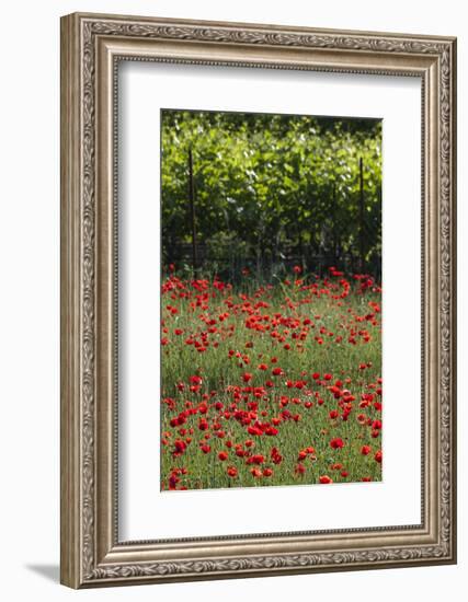 Greece, Central Macedonia, Dion, Poppy Field-Walter Bibikow-Framed Photographic Print