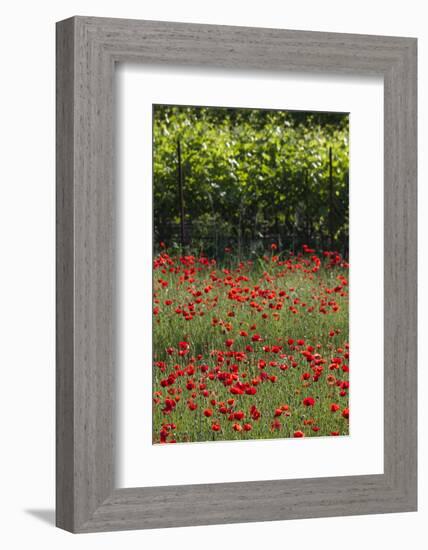 Greece, Central Macedonia, Dion, Poppy Field-Walter Bibikow-Framed Photographic Print