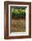 Greece, Central Macedonia, Dion, Poppy Field-Walter Bibikow-Framed Photographic Print