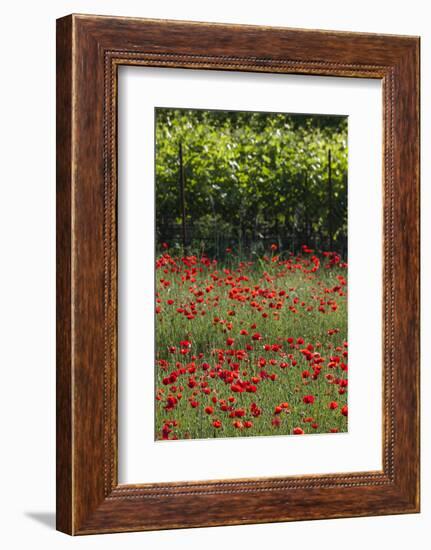 Greece, Central Macedonia, Dion, Poppy Field-Walter Bibikow-Framed Photographic Print