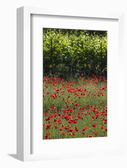 Greece, Central Macedonia, Dion, Poppy Field-Walter Bibikow-Framed Photographic Print