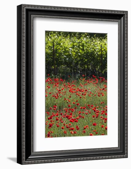 Greece, Central Macedonia, Dion, Poppy Field-Walter Bibikow-Framed Photographic Print