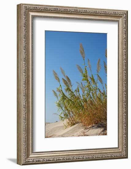 Greece, Crete, Elafonisi, Dune Grass, Nature Conservation-Catharina Lux-Framed Photographic Print