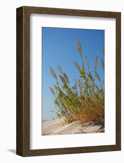 Greece, Crete, Elafonisi, Dune Grass, Nature Conservation-Catharina Lux-Framed Photographic Print