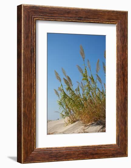 Greece, Crete, Elafonisi, Dune Grass, Nature Conservation-Catharina Lux-Framed Photographic Print