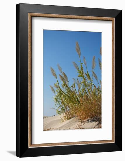 Greece, Crete, Elafonisi, Dune Grass, Nature Conservation-Catharina Lux-Framed Photographic Print