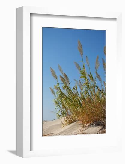 Greece, Crete, Elafonisi, Dune Grass, Nature Conservation-Catharina Lux-Framed Photographic Print