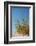 Greece, Crete, Elafonisi, Dune Grass, Nature Conservation-Catharina Lux-Framed Photographic Print