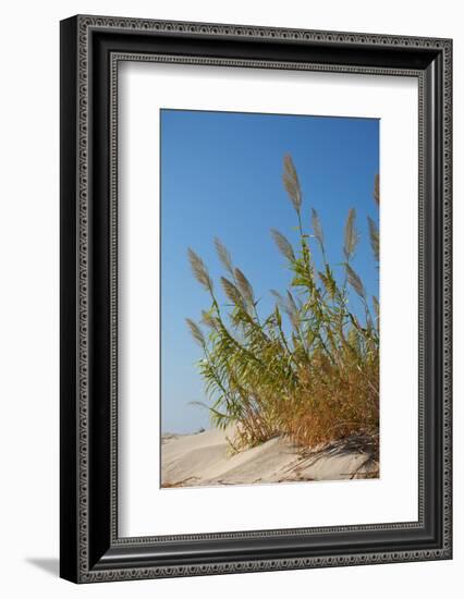 Greece, Crete, Elafonisi, Dune Grass, Nature Conservation-Catharina Lux-Framed Photographic Print