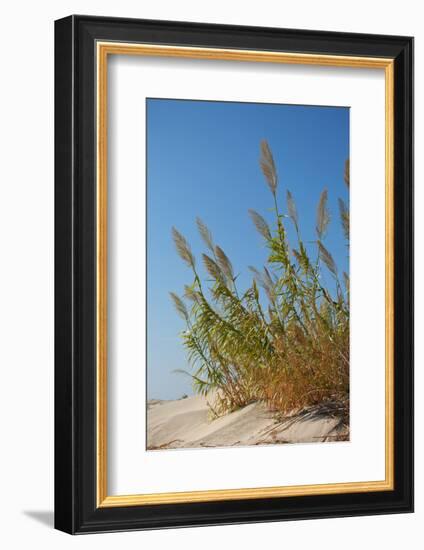 Greece, Crete, Elafonisi, Dune Grass, Nature Conservation-Catharina Lux-Framed Photographic Print