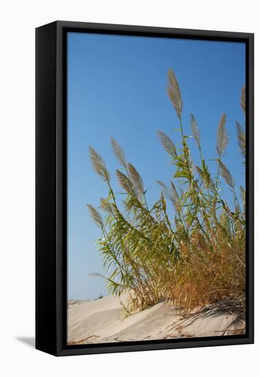 Greece, Crete, Elafonisi, Dune Grass, Nature Conservation-Catharina Lux-Framed Premier Image Canvas