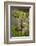 Greece, Crete, Fig Tree-Catharina Lux-Framed Photographic Print