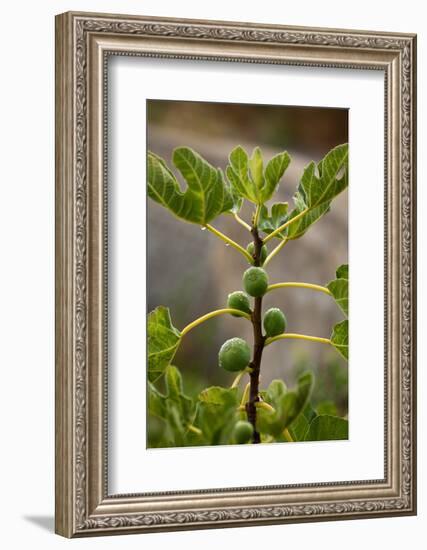 Greece, Crete, Fig Tree-Catharina Lux-Framed Photographic Print