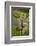 Greece, Crete, Fig Tree-Catharina Lux-Framed Photographic Print