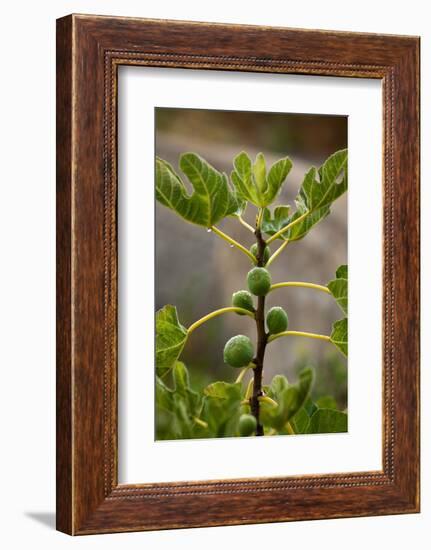 Greece, Crete, Fig Tree-Catharina Lux-Framed Photographic Print