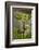 Greece, Crete, Fig Tree-Catharina Lux-Framed Photographic Print