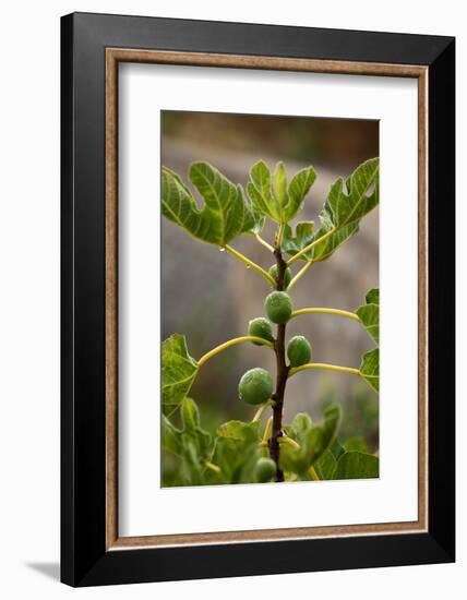 Greece, Crete, Fig Tree-Catharina Lux-Framed Photographic Print
