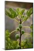 Greece, Crete, Fig Tree-Catharina Lux-Mounted Photographic Print