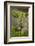 Greece, Crete, Fig Tree-Catharina Lux-Framed Photographic Print