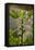 Greece, Crete, Fig Tree-Catharina Lux-Framed Premier Image Canvas