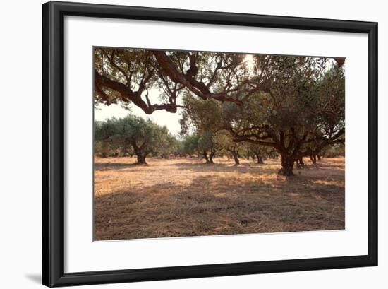 Greece, Crete, Olive Grove-Catharina Lux-Framed Photographic Print