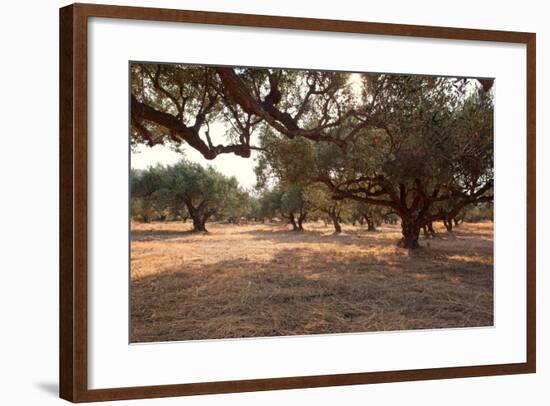 Greece, Crete, Olive Grove-Catharina Lux-Framed Photographic Print