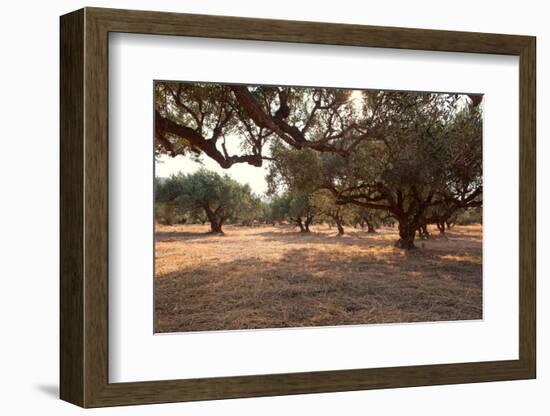 Greece, Crete, Olive Grove-Catharina Lux-Framed Photographic Print