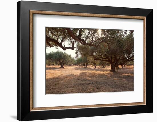 Greece, Crete, Olive Grove-Catharina Lux-Framed Photographic Print