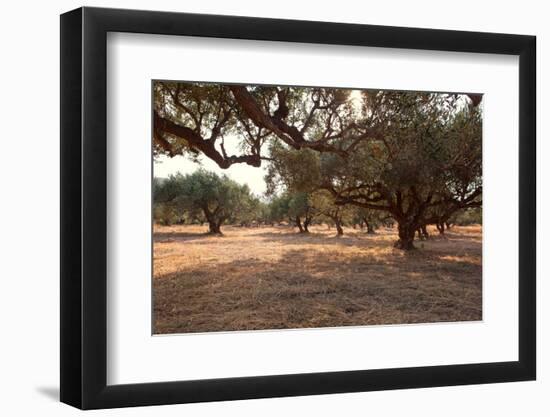 Greece, Crete, Olive Grove-Catharina Lux-Framed Photographic Print