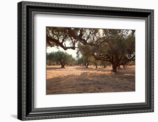 Greece, Crete, Olive Grove-Catharina Lux-Framed Photographic Print