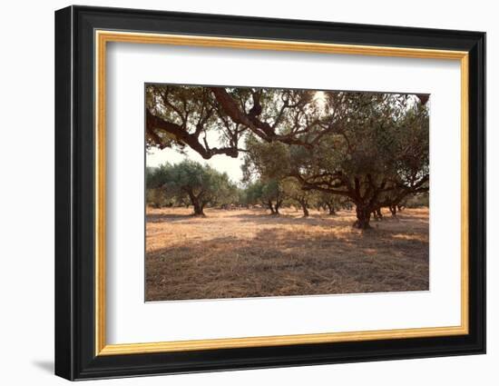 Greece, Crete, Olive Grove-Catharina Lux-Framed Photographic Print