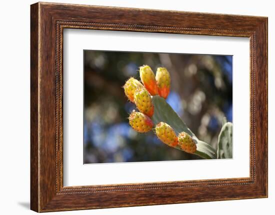 Greece, Crete, Prickly Pears-Catharina Lux-Framed Photographic Print