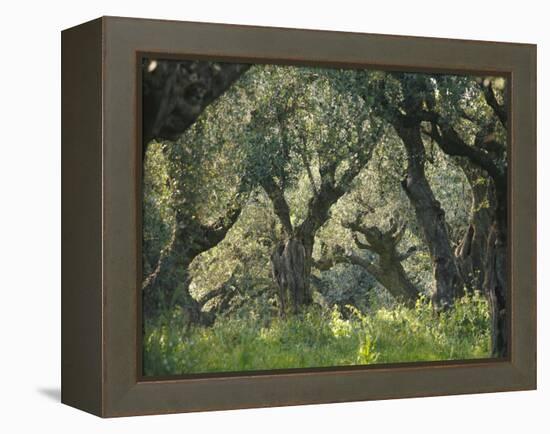 Greece, Olive Grove, Olive Trees, Old-Thonig-Framed Premier Image Canvas