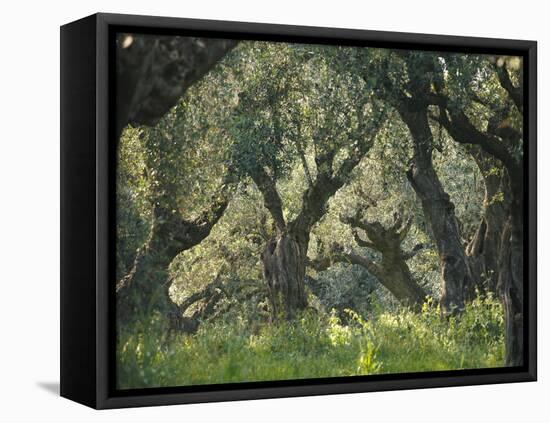 Greece, Olive Grove, Olive Trees, Old-Thonig-Framed Premier Image Canvas