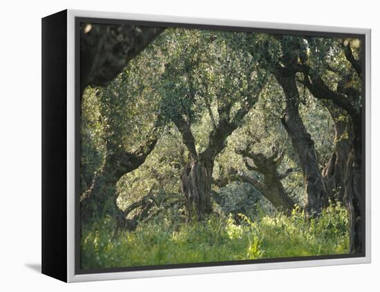 Greece, Olive Grove, Olive Trees, Old-Thonig-Framed Premier Image Canvas